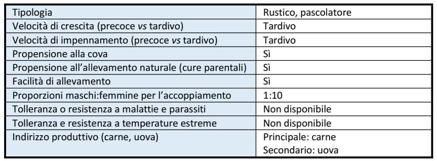 RobustaMaculata-Allevamento