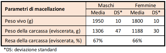 Ancona-Macellazione